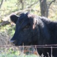 Please Kill Me to Save My Breed! I was in the waiting room at the local massage school here in Santa Fe about to have a bodywork session with one of the students. A woman in the...