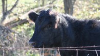 Please Kill Me to Save My Breed! I was in the waiting room at the local massage school here in Santa Fe about to have a bodywork session with one of the students. A woman in the...