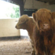 Happy Bull Article by Heidi Stephenson It’s all too easy to gloss over that abstract figure of 60 billion+ animal victims (excluding fish), who die each year because of human meat-addiction, unfortunately....
