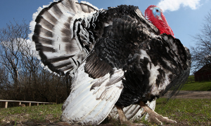 farm sanctuary turkey