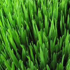 wheatgrass.jpg