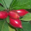 miracle-fruit