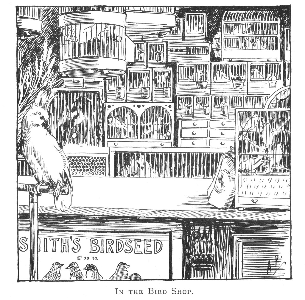 In the bird shop