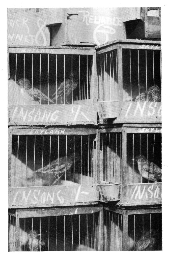 Poor Little Prisoners – photographed from life.