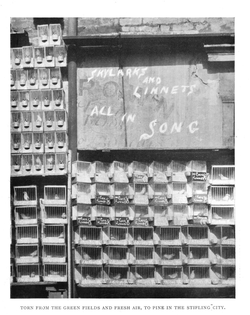  Torn from the green fields and fresh air, to pine if the stifling city.