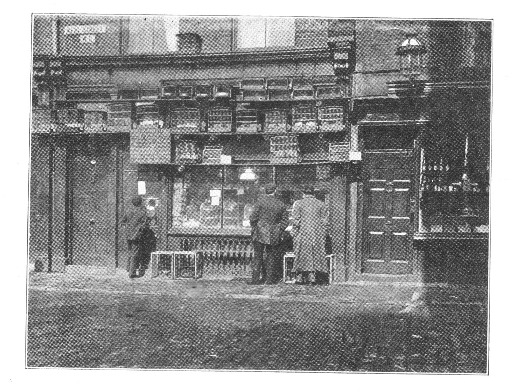  A London Bird Shop - Neal Street, Covent Garden – ca 1899