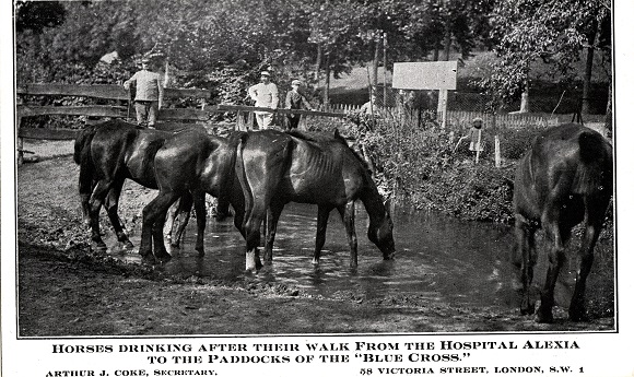 Horses are drinking water_0001