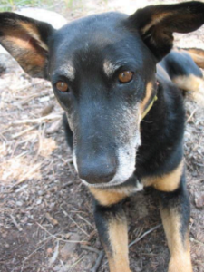 11 Amazing Animal Love Stories