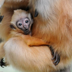 11 Amazing Animal Love Stories