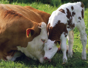 11 Amazing Animal Love Stories
