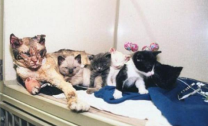 11 Amazing Animal Love Stories