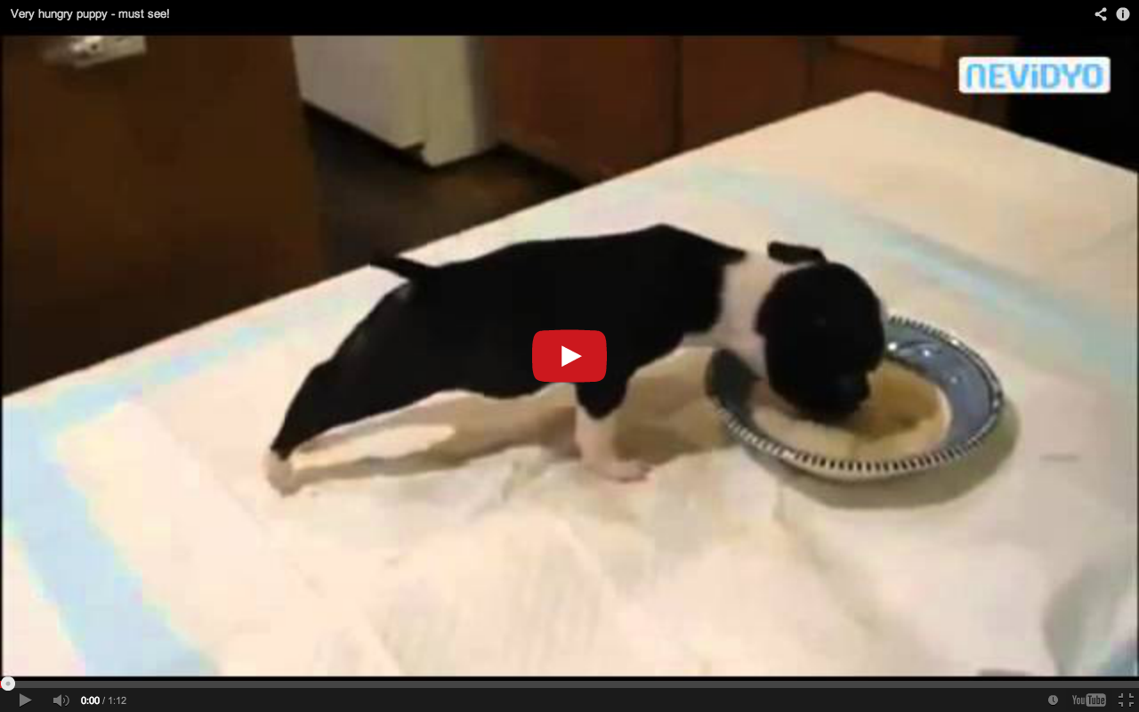 Puppy VERY excited for food!