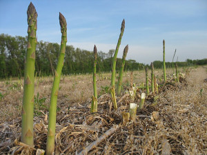 Health Benefits of Asparagus