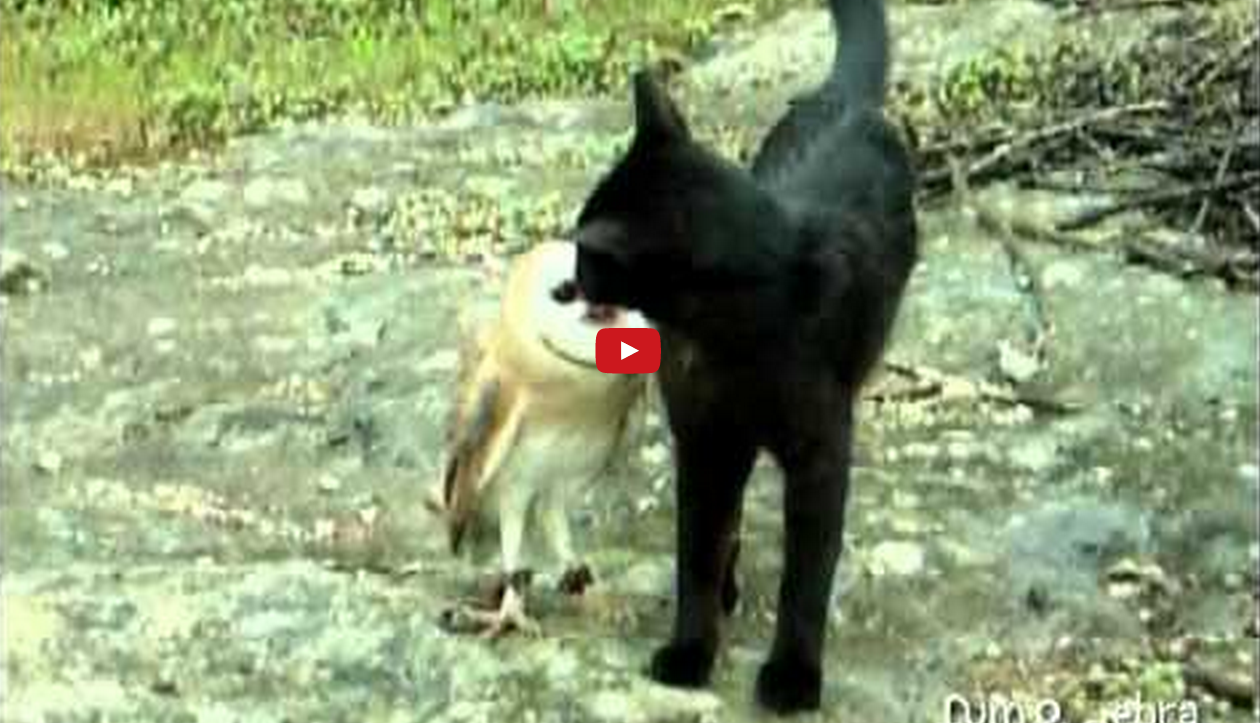 Cat And Owl Playing!