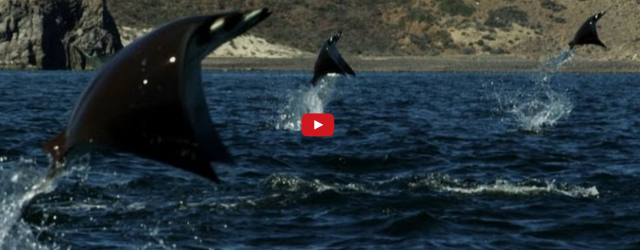 Flying Manta Rays