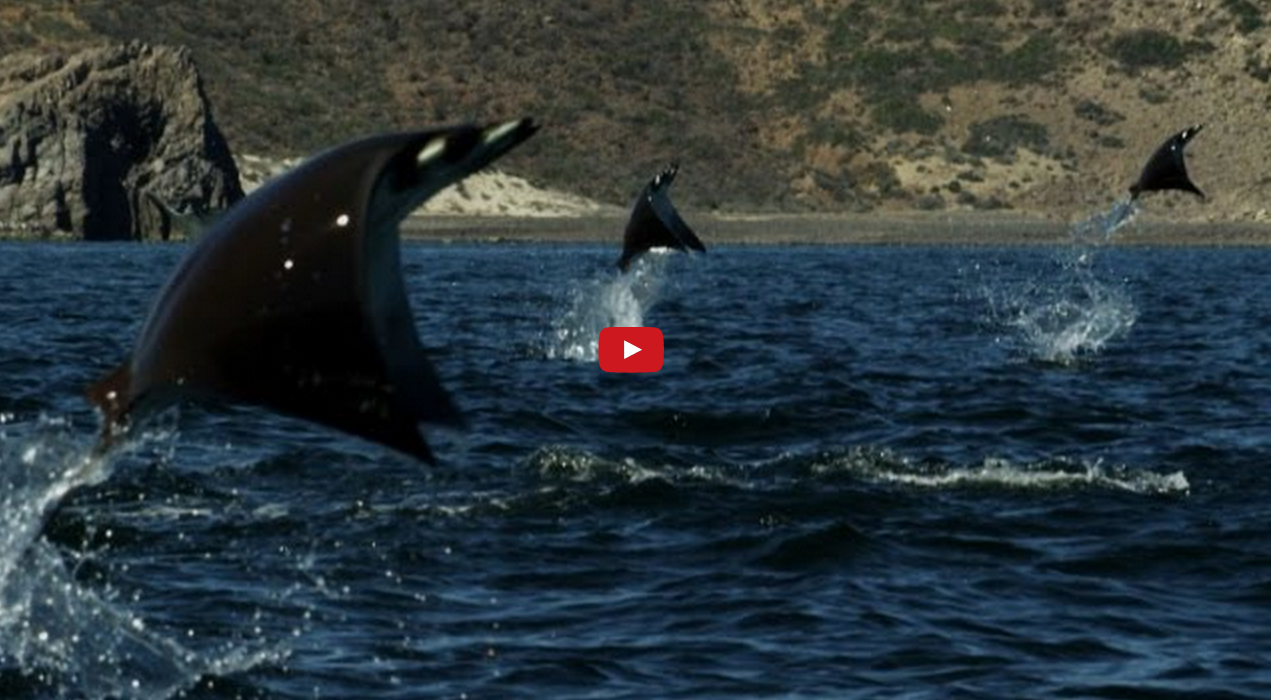 Flying Manta Rays - The Veggie Blog