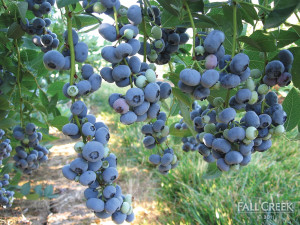 blueberry health benefits superfood