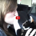 Cats and Dogs Who Hate Kisses