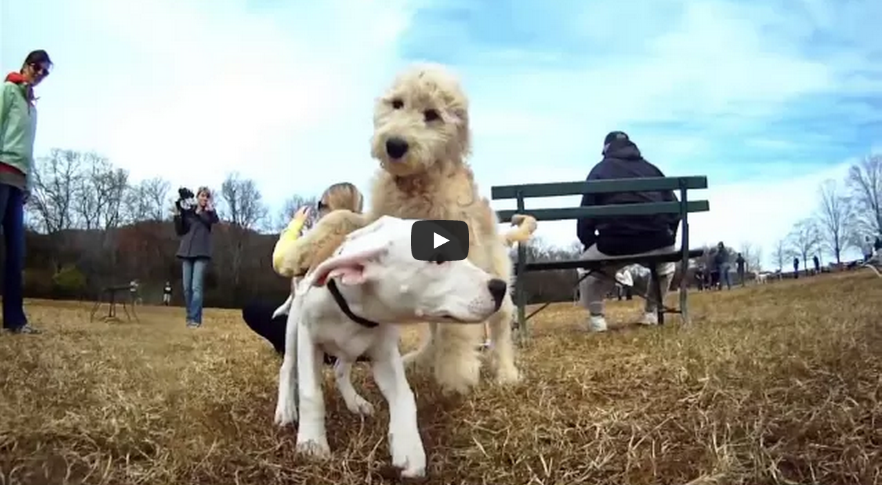 GoPro Beautiful Day At The Dog Park