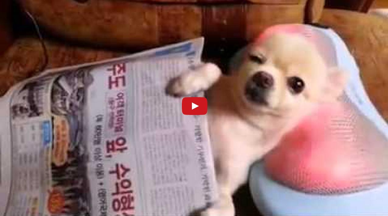 Laid Back Chihuahua