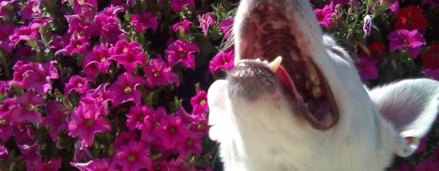 2014 Vacation Washington, Mt. Rainier NP, Oregon 016