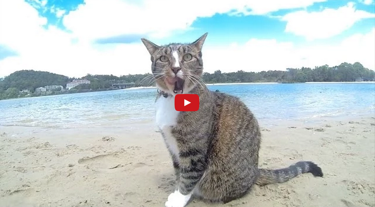 Pharrell Williams - Happy - Beach Dogs And Cat
