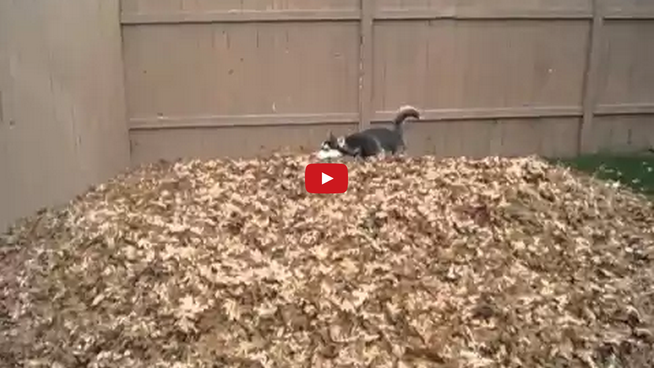 Funny Siberian Husky Playing In Leaves