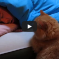 Cat Waiting For Owner To Wake Up