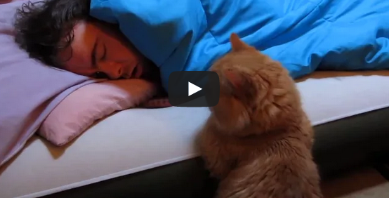 Cat Waiting For Owner To Wake Up