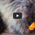 Teddy Bear The Porcupine's Halloween Feast