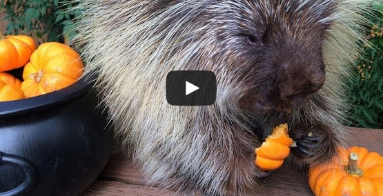 Teddy Bear The Porcupine's Halloween Feast