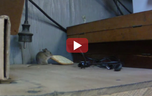 mouse vs cracker