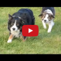 The Collie Walk