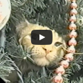 Cats In Christmas Trees