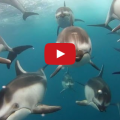 gopro: swimming with dolphins