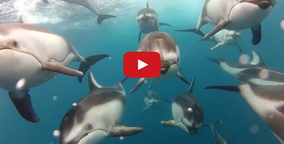 gopro: swimming with dolphins