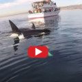 Paddle Boarder's Close Encounter With Orcas