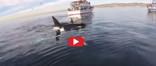 Paddle Boarder's Close Encounter With Orcas
