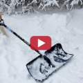 Dogs Helping Shovel Snow