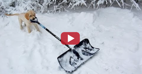 Dogs Helping Shovel Snow