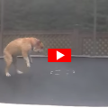 Bulldog + Trampoline = Magic