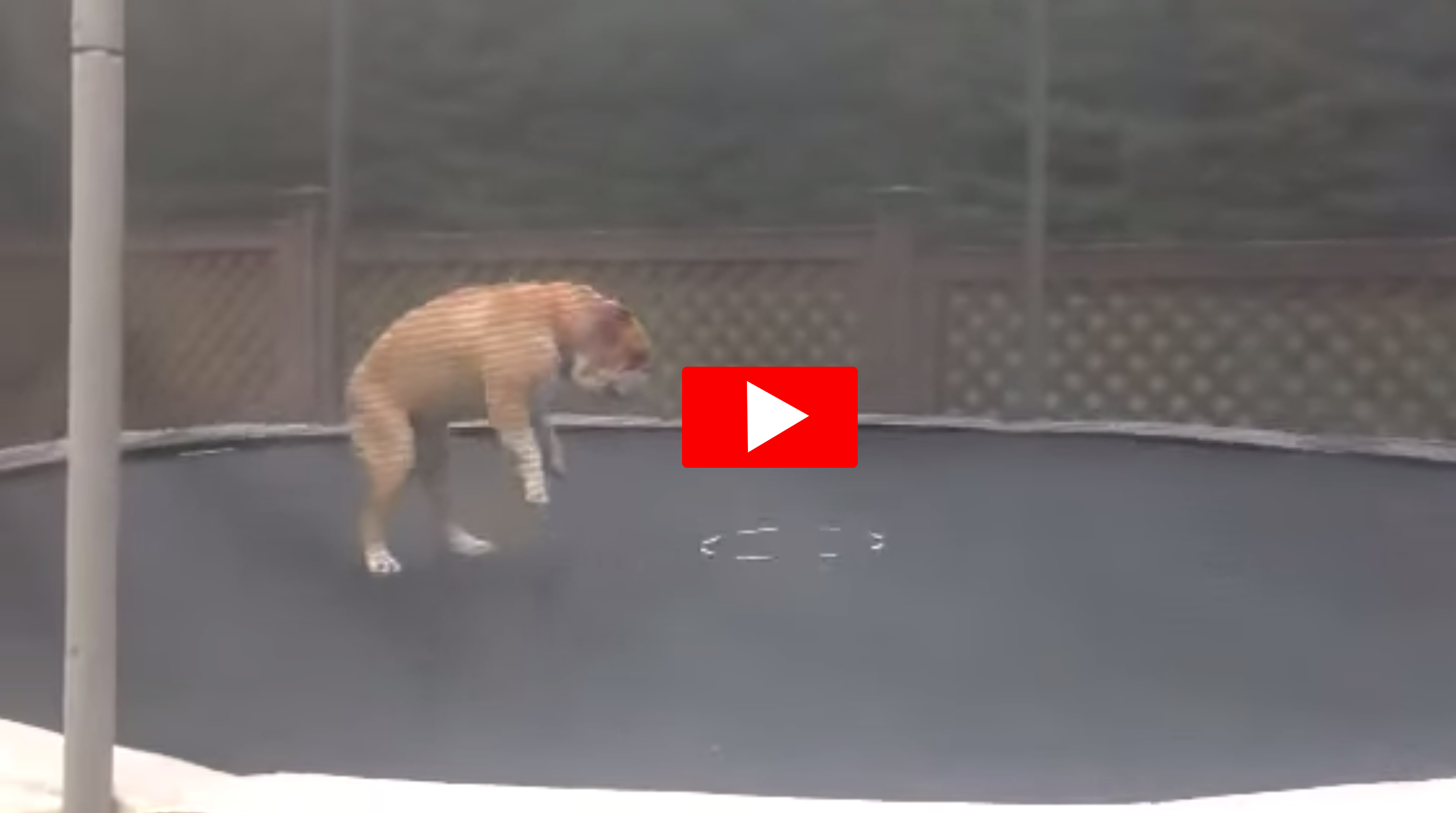 Bulldog + Trampoline = Magic