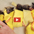 Baby Bat Burritos