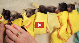 Baby Bat Burritos