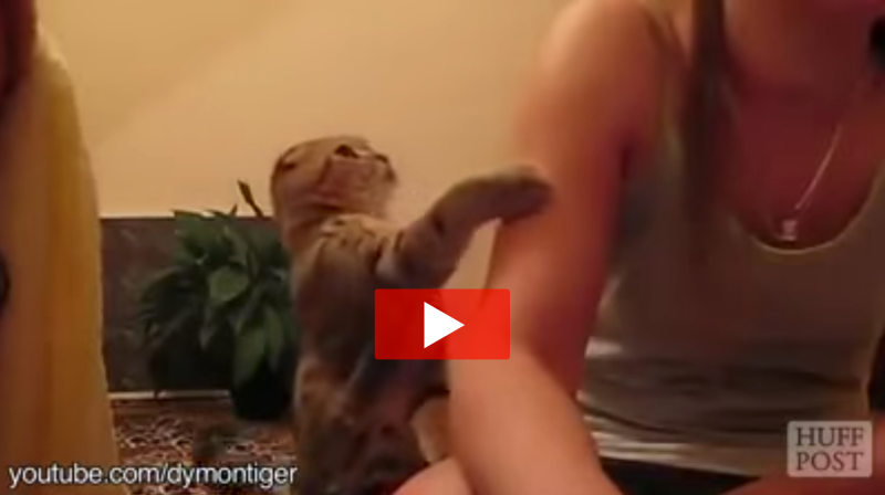 Cats Training Humans