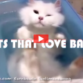 Cats That Love Baths