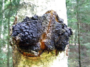 chaga mushroom