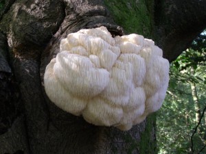lion's mane mushroom