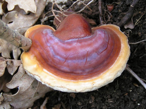 reishi mushroom