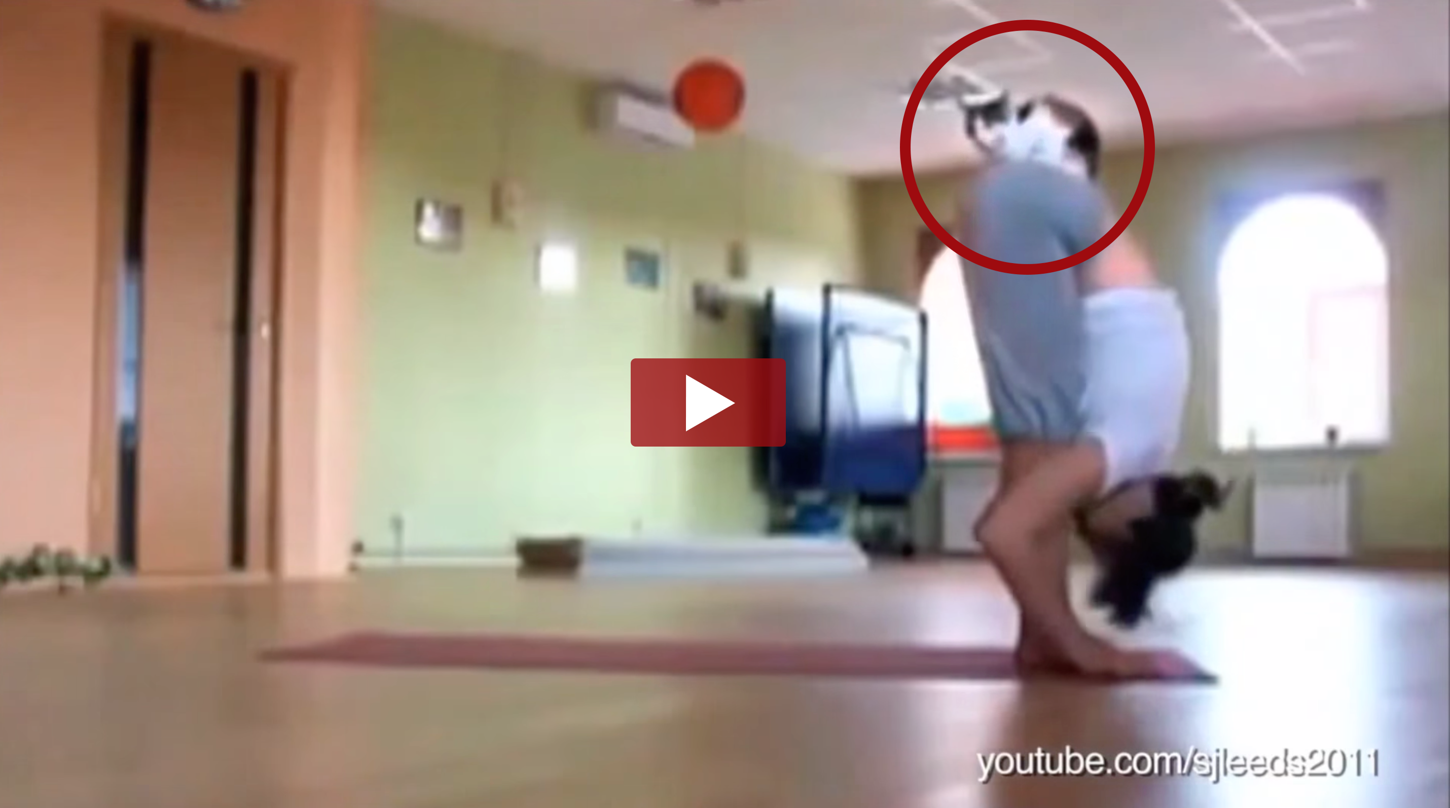 Animals Interrupting Yoga